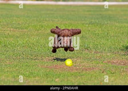 Domestic Dog, English Cocker Spaniel, puppy, pouncing on apple, playing on lawn, Norfolk, England, United Kingdom Stock Photo