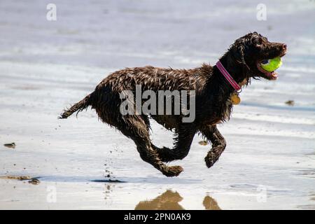 A working cocker spaniel pulling back a ball in the water Stock Photo