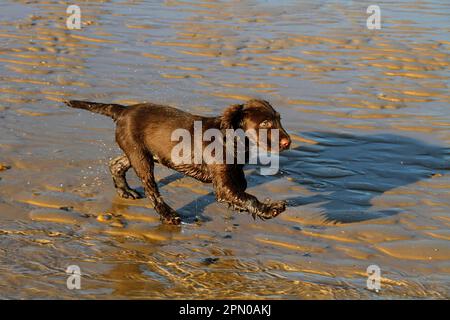 12 week old Working Cocker Spaniel runs on the beach Stock Photo