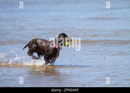 A working cocker spaniel pulling back a ball in the water Stock Photo