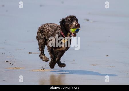 A working cocker spaniel pulling back a ball in the water Stock Photo