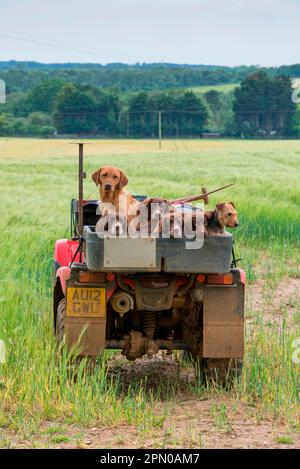 Domestic dog, English Springer Spaniel, Labrador Retriever and Terrier, adults, working dogs on a gamekeeper's quad bike in the field, Norfolk Stock Photo