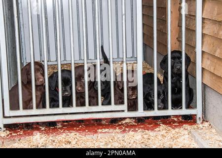 Chocolate and Black Labrador puppies, about 6 weeks old Stock Photo