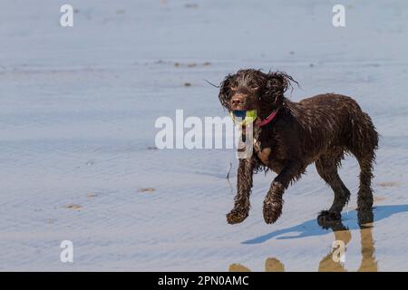 A working cocker spaniel pulling back a ball in the water Stock Photo