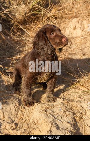 12 week old Working Cocker Spaniel on the beach Stock Photo