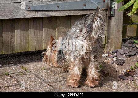 Domestic dog, Yorkshire terrier, adult male, sniffing under garden gate, England, United Kingdom Stock Photo