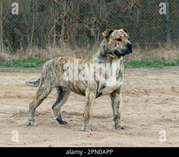 Domestic Dog, Ca de Bou, adult male, standing Stock Photo