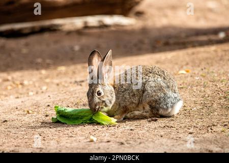 A wild rabbit Stock Photo