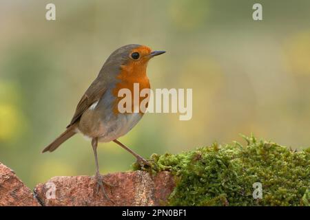 European robin (Erithacus rubecula), songbirds, animals, birds, European robin, Benalmadena, Malaga, Andalusia, Spain Stock Photo