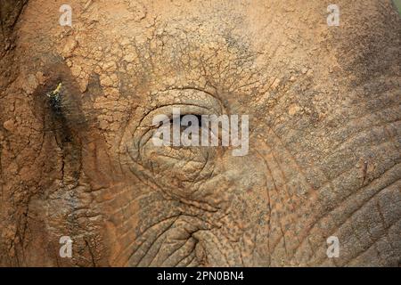 Sri lankan elephant (Elephas maximus maximus), Asian elephant, adult male, Bundala National Park, Sri Lanka Stock Photo