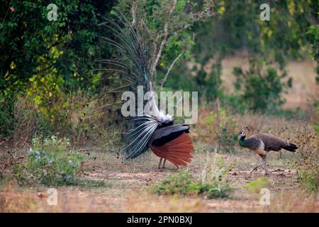 Indian peafowl (Pavo cristatus), adult male beats wheel, courtship, pair, female, Bundala National Park, Sri Lanka Stock Photo