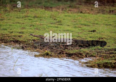 Saltwater crocodile (Crocodylus porosus), adult on land, Bundala National Park, Sri Lanka Stock Photo