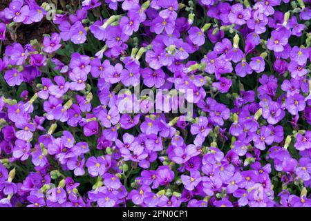 Alpine, Aubrietas, April, Aubrieta, Flowers, Rock Cress Blue Stock Photo