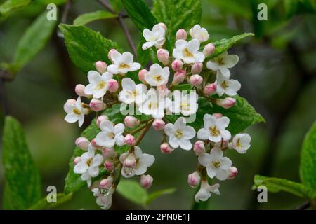 Burkwoods Viburnum, Flower, Viburnum x burkwoodii, Bloom, Close up Stock Photo