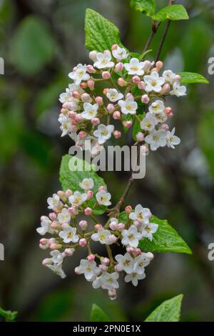 White Blooms on Branch, Burkwoods Viburnum, Viburnum x burkwoodii Stock Photo