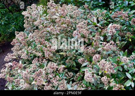 Shady, Garden, Evergreen, Shrub, Japanese Skimmia japonica 'Rubella' Stock Photo
