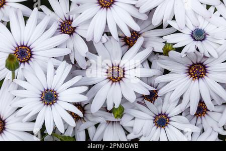 White Cape Daisies in Bloom in Springtime Stock Photo