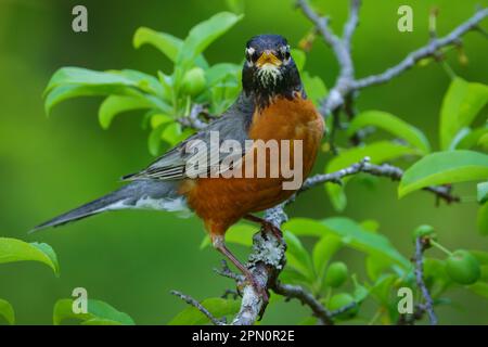 An American robin perched in a plum tree. Stock Photo