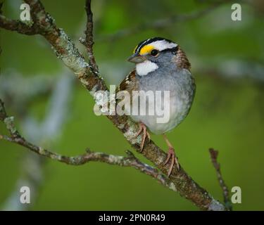 A white-throated sparrow perched in a tree. Stock Photo