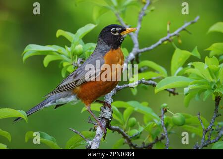 An American robin perched in a plum tree. Stock Photo