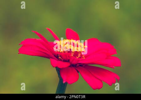 Close up of Zinnia elegans flower blooming in a sunny day, shallow focus Stock Photo