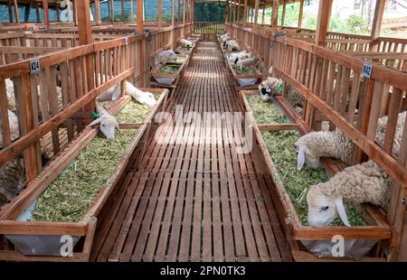 A domestic male goat in the farmhouse in Kulon Progo, Yogyakarta, Indonesia Stock Photo