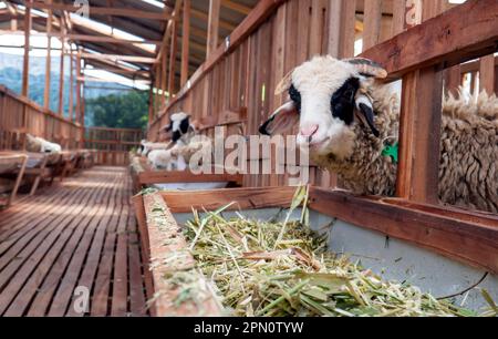 A domestic male goat in the farmhouse in Kulon Progo, Yogyakarta, Indonesia Stock Photo