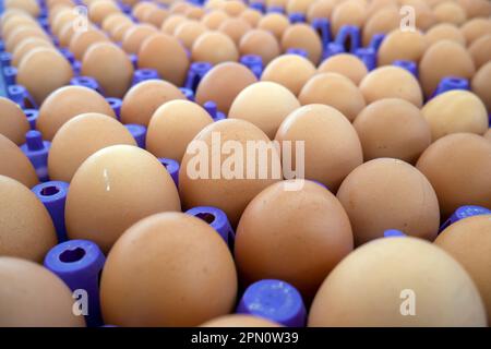 Stack of fresh eggs in a supermarket, in Yogyakarta, Indonesia Stock Photo