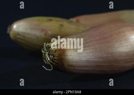 Onion root tip, Allium cepa, showing all stages of mitosis ...