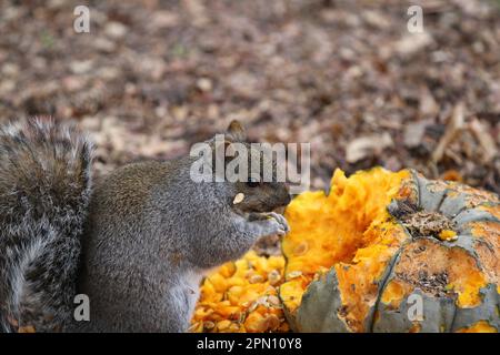 Grey squirrel eating seeds of pumpkin Stock Photo