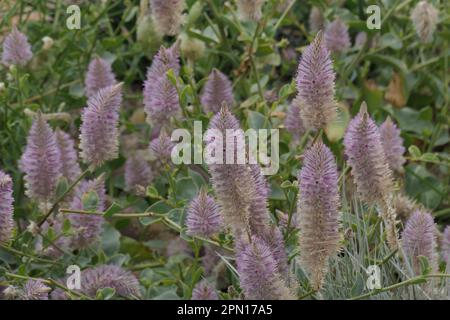 Closeup of purple pink Ptilotus exaltatus flowers or pink mulla mulla which is a native plant to Australia. Stock Photo