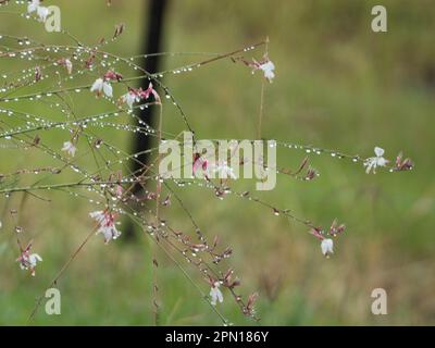 Delicate stems of fresh wet Gaura lindheimeri Whirling Butterfly flowers, willowy and bending with the weight of water Droplets after the rain Stock Photo
