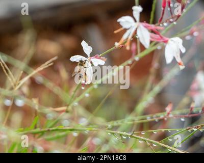 A Bee amongst white and pastel pink Gaura lindheimeri Whirling Butterfly Flowers covered in fresh raindrops, Australian cottage garden Stock Photo