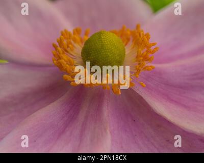 Macro of the green centre and yellow stamens of a pink Japanese Anemone or Windflower, flower closeup Stock Photo