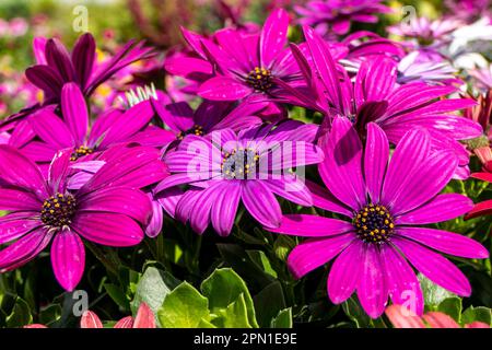 Flowers of pink garden African daisies close up on a blurred background. Stock Photo