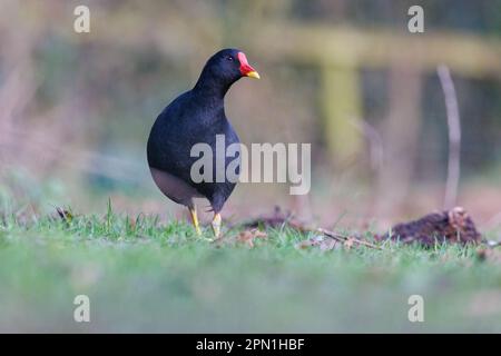 Moorhen [ Gallinula chloropus ] walking on grass Stock Photo