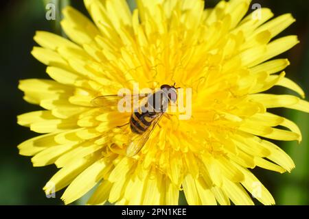 Close up male hoverfly, Syrphus, family hoverflies (Syrphidae) on flowering common dandelion, Taraxacum officinale, family Asteraceae or Compositae. Stock Photo