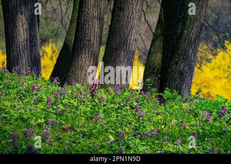 Spring wildflower meadow in the park. Fresh vibrant flowerbed. Stock Photo