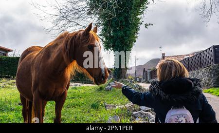 Woman reaching out to a wild horse to gain trust, Asturias, Spain. Stock Photo