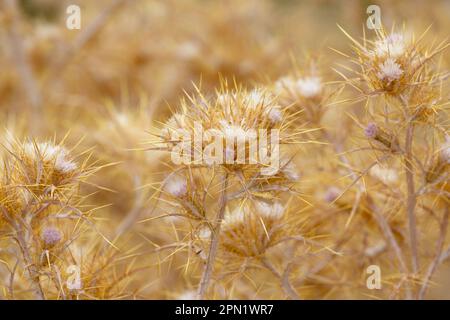 Dried thistle plant. Eryngium monocephalum, dry thistle bloom plant. Dried branch with spikes. golden thorny branch Stock Photo