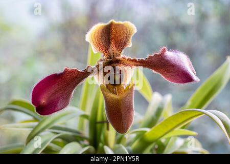 Closeup view of colorful purple pink and yellow brown flower of lady slipper tropical orchid paphiopedilum hirsutissimum species isolated outdoors Stock Photo