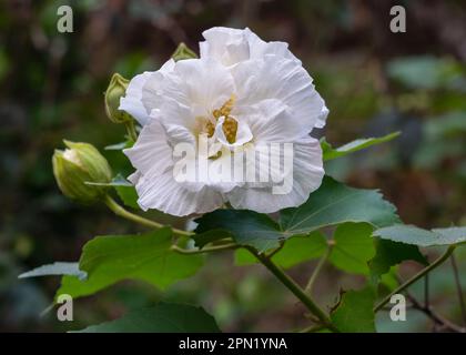 Closeup view of beautiful white hibiscus mutabilis aka Confederate rose or Dixie rosemallow flower with foliage and buds outdoors in tropical garden Stock Photo
