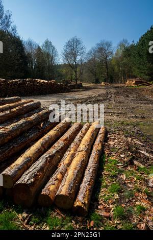 Log Piles, Weybourne woods Stock Photo - Alamy