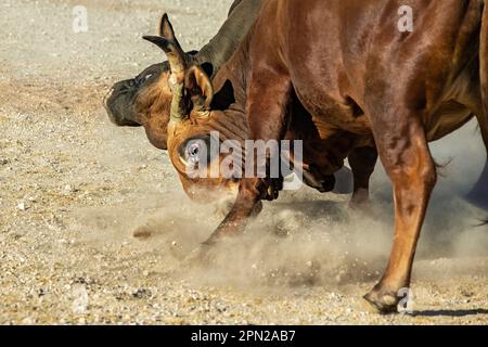 Boran Jersey Cross bulls head to head Stock Photo - Alamy