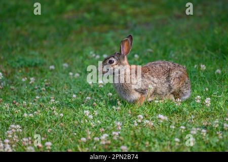 Wild Eastern cottontail rabbit (Sylvilagus floridanus) sitting alert in a grassy field with clover flowers. Stock Photo