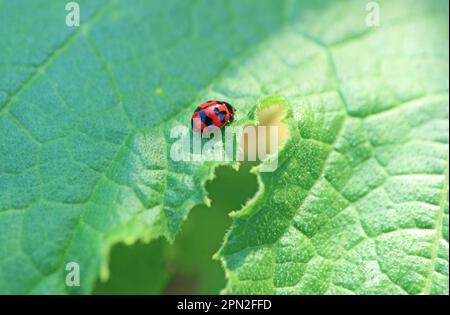 Closeup of a Tiny Spotted Ladybug Resting on Zucchini Leaf Stock Photo