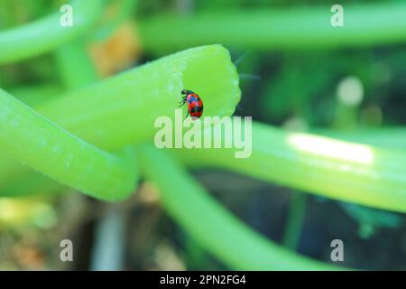 Closeup of a Tiny Spotted Ladybug Climbing on Zucchini Broken Stem Stock Photo