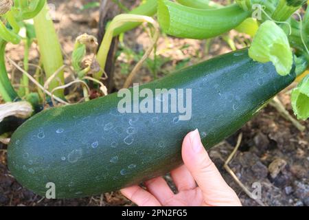 Hand Holding a Growth Zucchini in the Home Garden Stock Photo