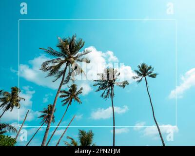 White thin line frame on summer background with many tall of tropical coconut palm tree on blue sky on sunny day, summertimes scene, holiday vacation Stock Photo
