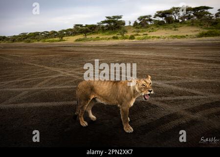 Wild majestic lioness, simba, yawning in the savannah in the Serengeti National Park, Tanzania, Stock Photo